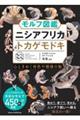 モルフ図鑑ニシアフリカトカゲモドキ 心ときめく体色や模様の魅力