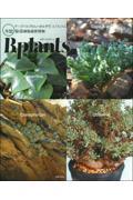 ビザールプランツB.plants / ケープバルブからハオルチア、コノフィツムまで冬型珍奇植物最新情報