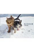 北に生きる猫