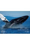 ワイドカレンダー世界で一番美しいクジラ＆イルカカレンダー