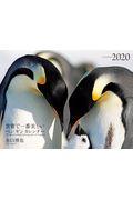 ワイド判カレンダー世界で一番美しいペンギンカレンダー