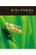 佐渡のアマガエル