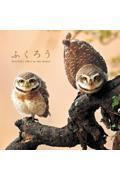 ふくろう / BEAUTIFUL OWLS IN THE WORLD