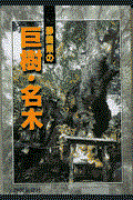 静岡県の巨樹・名木