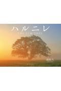 ハルニレ / THE ELM TREE