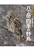 八ケ岳四季の野鳥