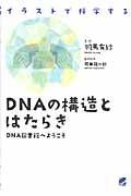 ＤＮＡの構造とはたらき