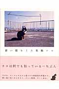 碧い眼をした黒猫チロ
