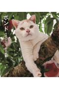 ボンド　桃農家のねこ