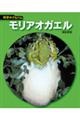 モリアオガエル　新装版