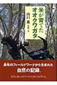 米が育てたオオクワガタ