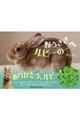 野うさぎルビーの一生