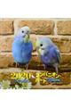 大判カレンダーコンパニオンバードインコ&オウム 2020年