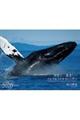 ワイドカレンダー世界で一番美しいクジラ＆イルカカレンダー　２０２０年