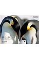 ワイド判カレンダー世界で一番美しいペンギンカレンダー　２０２０