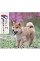 ミニ判カレンダーかわいい柴犬のカレンダー　２０２１年