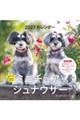 ミニチュア・シュナウザーカレンダー 2027