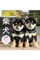 柴犬カレンダー 2027