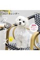 マルチーズカレンダー 2027