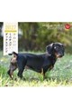 かわいいミニチュア・ダックスフンドカレンダー 2027