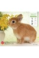 かわいいうさぎカレンダー 2027