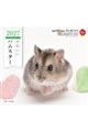 かわいいハムスターカレンダー 2027