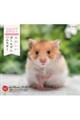 かわいいゴールデンハムスターカレンダー 2027