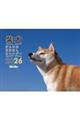 柴犬げんきなおはなしカレンダー 2026