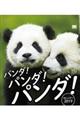 パンダ!パンダ!パンダ!カレンダー 2019