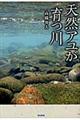 天然アユが育つ川