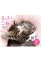 ふわもふこねこ。CALENDAR 2026