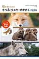 絵を描くためのキツネ・タヌキ・オオカミの写真集