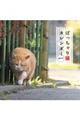 ぽっちゃり猫カレンダー