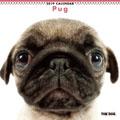 �p�O�@2019�N�J�����_�[