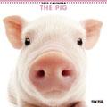 THE PIG�@2019�N�J�����_�[