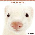 THE FERRET�@2019�N�J�����_�[