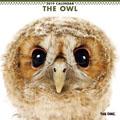THE OWL�@2019�N�J�����_�[